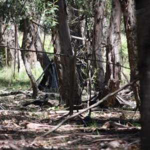 Corcorax melanorhamphos at Mongarlowe, NSW - suppressed