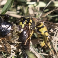Vespula germanica (European wasp) at Fyshwick, ACT - 16 Apr 2019 by AlisonMilton