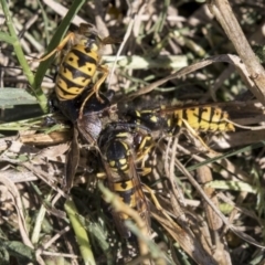 Vespula germanica at Fyshwick, ACT - 16 Apr 2019 12:04 PM