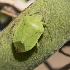 Nezara viridula (Green vegetable bug) at Fyshwick, ACT - 16 Apr 2019 by AlisonMilton