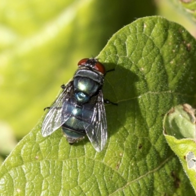Chrysomya sp. (genus) (A green/blue blowfly) at Fyshwick, ACT - 16 Apr 2019 by AlisonMilton