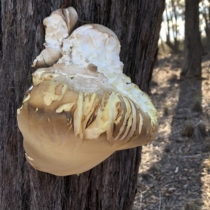 Laetiporus portentosus at Sutton, NSW - 16 Apr 2019