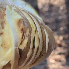 Laetiporus portentosus at Sutton, NSW - 16 Apr 2019