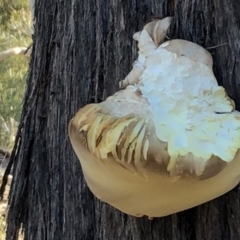 Laetiporus portentosus at Sutton, NSW - 16 Apr 2019 03:40 PM