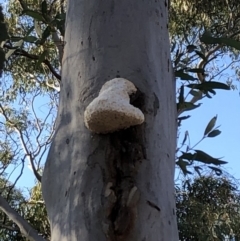 Laetiporus portentosus (White Punk) at Sutton, NSW - 16 Apr 2019 by Whirlwind