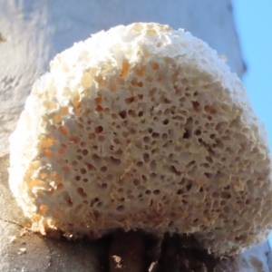 Laetiporus portentosus at Sutton, NSW - 16 Apr 2019