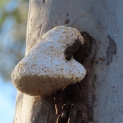 Laetiporus portentosus at Sutton, NSW - 16 Apr 2019