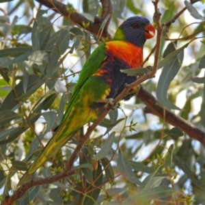 Trichoglossus moluccanus at Wanniassa, ACT - 16 Apr 2019