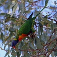 Trichoglossus moluccanus at Wanniassa, ACT - 16 Apr 2019