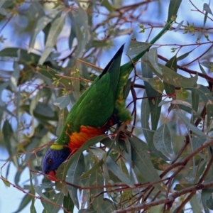 Trichoglossus moluccanus at Wanniassa, ACT - 16 Apr 2019