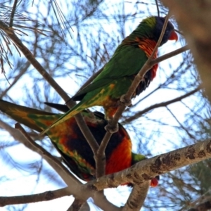 Trichoglossus moluccanus at Wanniassa, ACT - 16 Apr 2019