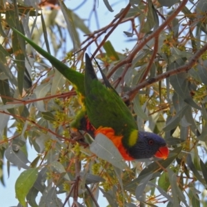 Trichoglossus moluccanus at Wanniassa, ACT - 16 Apr 2019