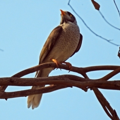 Manorina melanocephala (Noisy Miner) at Wanniassa Hills Open Space - 16 Apr 2019 by RodDeb