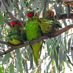 Glossopsitta concinna at Wanniassa, ACT - 16 Apr 2019