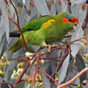 Glossopsitta concinna at Wanniassa, ACT - 16 Apr 2019