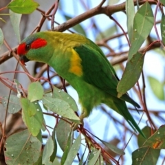 Glossopsitta concinna at Wanniassa, ACT - 16 Apr 2019