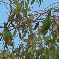 Glossopsitta concinna at Wanniassa, ACT - 16 Apr 2019