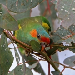 Glossopsitta concinna at Wanniassa, ACT - 16 Apr 2019