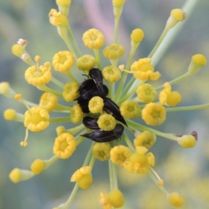 Mordellidae (family) at Paddys River, ACT - 19 Jan 2019