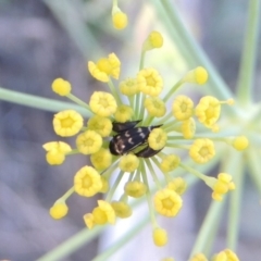 Mordellidae (family) (Unidentified pintail or tumbling flower beetle) at Paddys River, ACT - 19 Jan 2019 by MichaelBedingfield