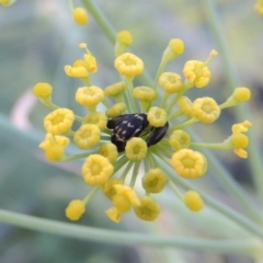 Mordellidae (family) at Paddys River, ACT - 19 Jan 2019