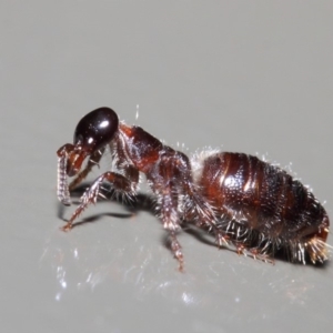 Tiphiidae (family) at Acton, ACT - 16 Apr 2019