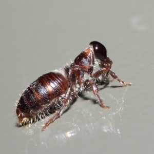 Tiphiidae (family) at Acton, ACT - 16 Apr 2019 01:58 PM