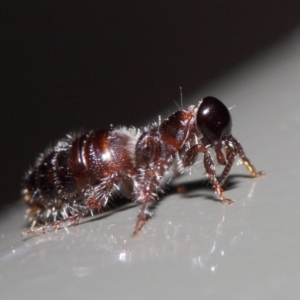 Tiphiidae (family) at Acton, ACT - 16 Apr 2019 01:58 PM