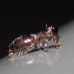 Tiphiidae (family) at Acton, ACT - 16 Apr 2019 01:58 PM