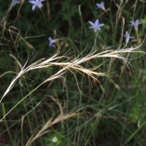 Anthosachne scabra at Conder, ACT - 7 Dec 2014