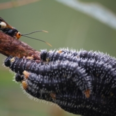 Perga sp. (genus) (Sawfly or Spitfire) at Budawang, NSW - 14 Apr 2019 by kieranh