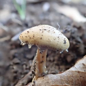 zz agaric (stem; gills white/cream) at Spence, ACT - 17 Apr 2019