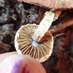 zz agaric (stem; gills white/cream) at Spence, ACT - 17 Apr 2019 08:36 AM