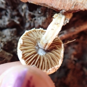 zz agaric (stem; gills white/cream) at Spence, ACT - 17 Apr 2019