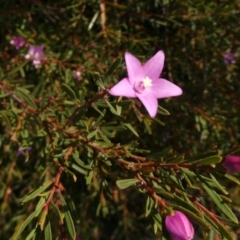 Crowea exalata subsp. exalata (Small Crowea) at Tuggeranong Hill - 17 Apr 2019 by owenh