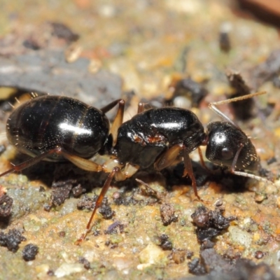 Camponotus sp. (genus) (A sugar ant) at Acton, ACT - 16 Apr 2019 by TimL