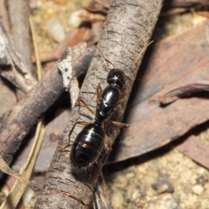 Camponotus sp. (genus) at Acton, ACT - 16 Apr 2019 01:08 PM