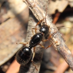 Camponotus sp. (genus) at Acton, ACT - 16 Apr 2019