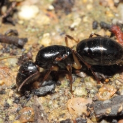 Camponotus sp. (genus) at Acton, ACT - 16 Apr 2019 01:08 PM