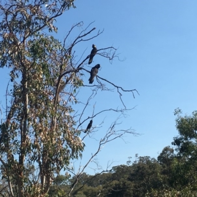 Zanda funerea (Yellow-tailed Black-Cockatoo) at Symonston, ACT - 16 Apr 2019 by LisaH