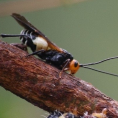 Callibracon capitator (White Flank Black Braconid Wasp) at Budawang, NSW - 16 Apr 2019 by kieranh