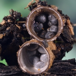 Cyathus stercoreus at Dalmeny, NSW - 5 Apr 2019 12:00 AM