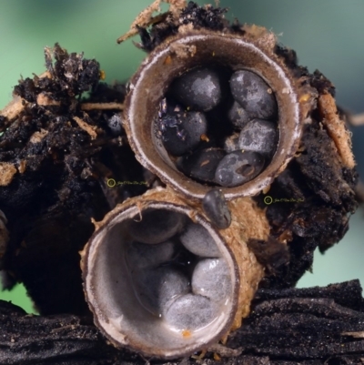 Cyathus stercoreus (Bird's nest fungus) at Dalmeny, NSW - 4 Apr 2019 by Teresa