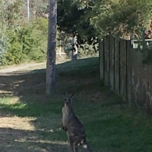 Macropus giganteus at Flynn, ACT - 17 Apr 2019 02:36 PM