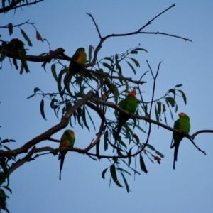 Polytelis swainsonii at Hughes, ACT - suppressed