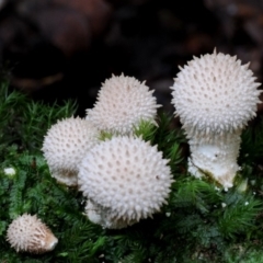 Lycoperdon pyriforme (Stump Puffball) at Box Cutting Rainforest Walk - 15 Apr 2019 by Teresa