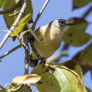 Acanthiza chrysorrhoa at Giralang, ACT - 17 Apr 2019 12:15 PM