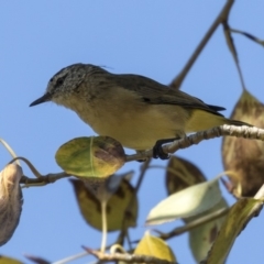 Acanthiza chrysorrhoa at Giralang, ACT - 17 Apr 2019 12:15 PM