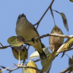 Acanthiza chrysorrhoa at Giralang, ACT - 17 Apr 2019 12:15 PM