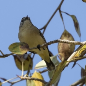 Acanthiza chrysorrhoa at Giralang, ACT - 17 Apr 2019 12:15 PM